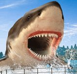 鲨鱼猎人3D免费版下载安装